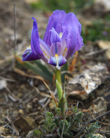 Purple Dwarf iris flower or Iris pumila in coastal hills in springの写真素材