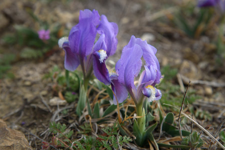 Purple Dwarf iris flower or Iris pumila in coastal hills in springの写真素材