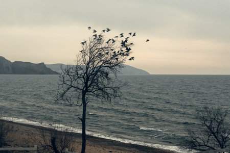 Silhouette of lonely tree with flying birds by the Black sea. Crimeaの写真素材