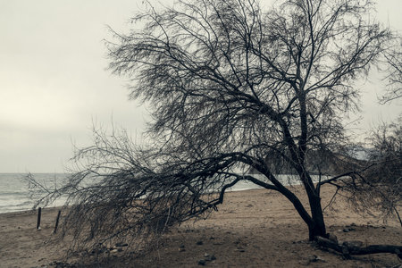 Silhouette of trees on the beach of Black sea. Crimeaの写真素材