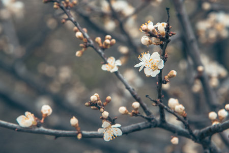 Branch of blossoming cherry plum in spring. selective focusの写真素材