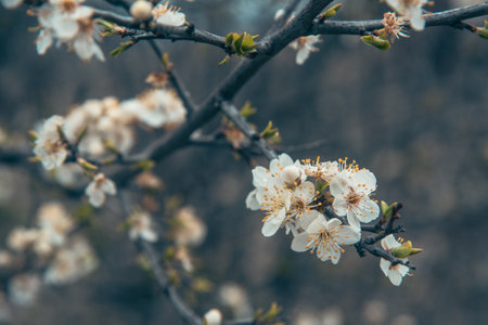 Branch of blossoming cherry plum in spring. selective focusの写真素材