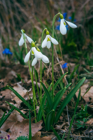 First spring snowdrops in the wild. Flowers of Galanthus in natureの写真素材