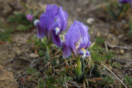 Purple Dwarf iris flower or Iris pumila in coastal hills in springの写真素材