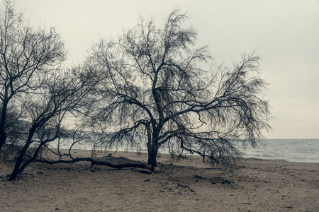 Silhouette of trees on the beach of Black sea. Crimeaの写真素材