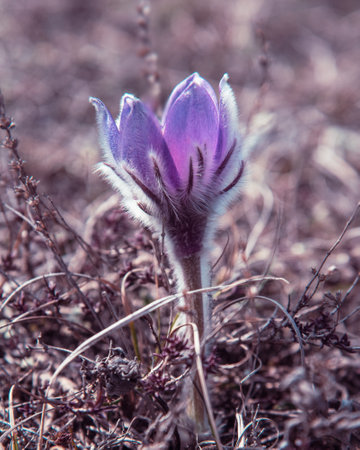 Pulsatilla halleri or pulsatilla taurica flowers in springの写真素材