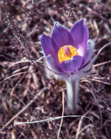 Pulsatilla halleri or pulsatilla taurica flowers in springの写真素材
