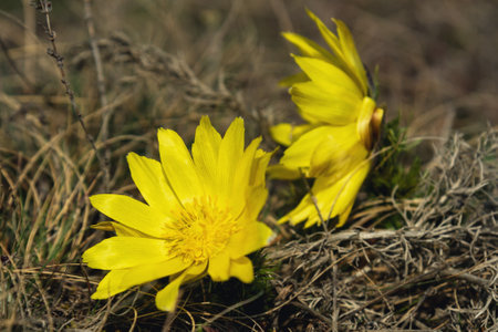 Yellow pheasant's eye or Adonis vernalis flower in nature at springの写真素材