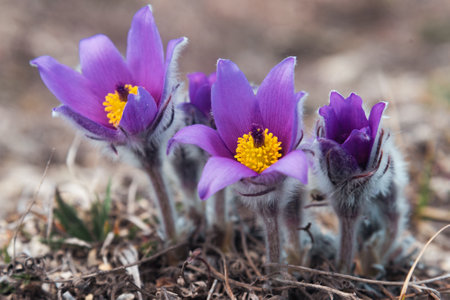 First spring flowers Pulsatilla halleri or pulsatilla taurica in nature. Crimeaの写真素材