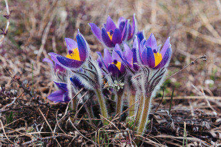 First spring flowers Pulsatilla halleri or pulsatilla taurica in nature. Crimeaの写真素材
