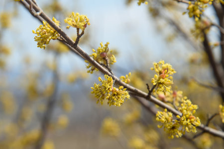 Branches with flower buds of European cornel or Cornus mas in early springの写真素材