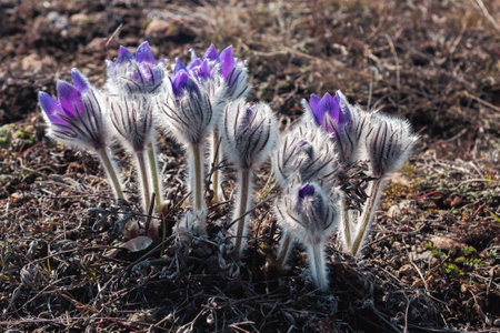 Fluffy flowers of Pulsatilla vernalis bloom in nature in spring. Crimeaの写真素材