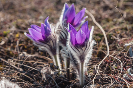 Fluffy flowers of Pulsatilla vernalis bloom in nature in spring. Crimeaの写真素材