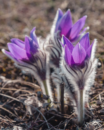 Fluffy flowers of Pulsatilla vernalis bloom in nature in spring. Crimeaの写真素材