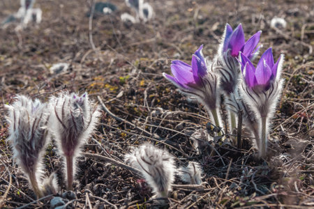 Fluffy flowers of Pulsatilla vernalis bloom in nature in spring. Crimeaの写真素材