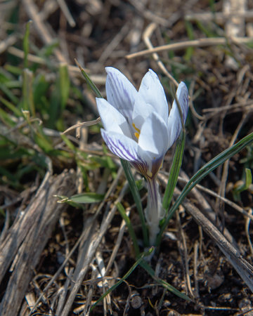 Wild Crocus tauricus flower in spring. Crimeaの写真素材