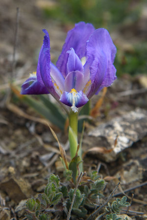 Purple Dwarf iris flower or Iris pumila in coastal hills in springの写真素材