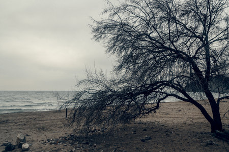 Silhouette of trees on the beach of Black sea. Crimeaの写真素材
