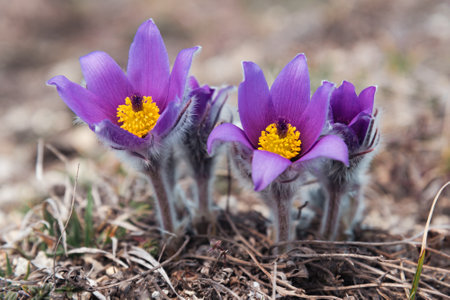 First spring flowers Pulsatilla halleri or pulsatilla taurica in nature. Crimeaの写真素材
