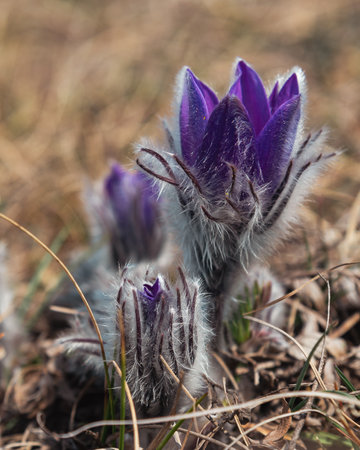 Pulsatilla halleri or pulsatilla taurica flowers in spring at Crimeaの写真素材