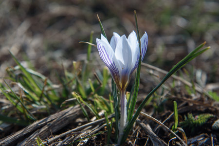 Wild Crocus tauricus flower in spring. Crimeaの写真素材
