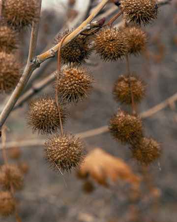 Plane tree fruits on the branches in early springの写真素材