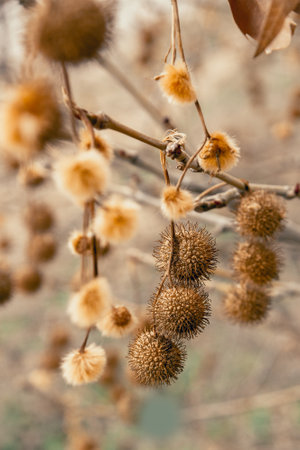 Plane tree fruits on the branches in early springの写真素材