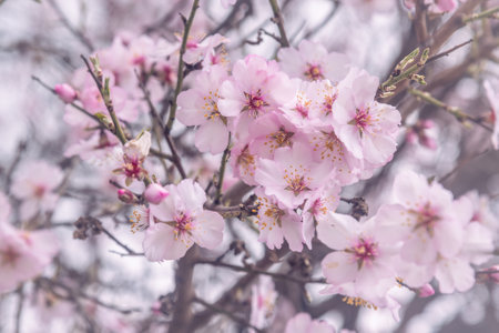 Pink almond tree flowers on branch on tree in springの写真素材