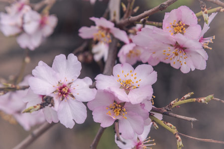 Pink almond tree flowers on branch on tree in springの写真素材