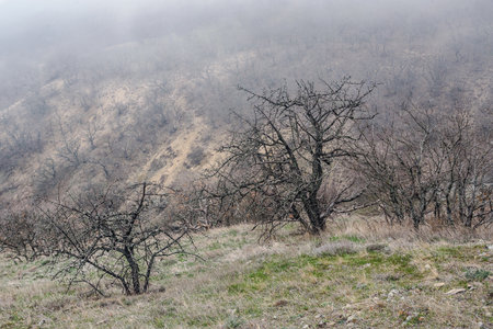 Landscape of Karadag Reserve in early spring. View of trees on mountain in fog and clouds. Crimeaの写真素材