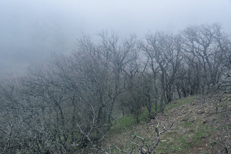 Landscape of Karadag Reserve in early spring. View of trees on mountain in fog and clouds. Crimeaの写真素材