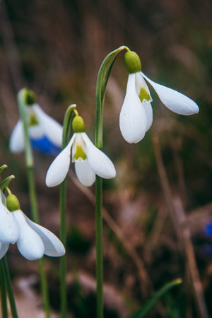 First spring snowdrops in the wild. Flowers of Galanthus in natureの写真素材