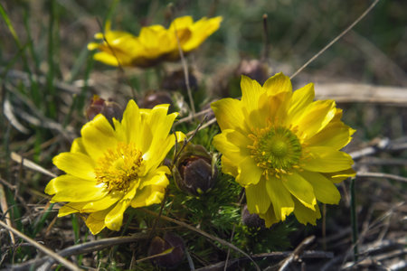 Yellow pheasant's eye or Adonis vernalis flower in nature at springの写真素材