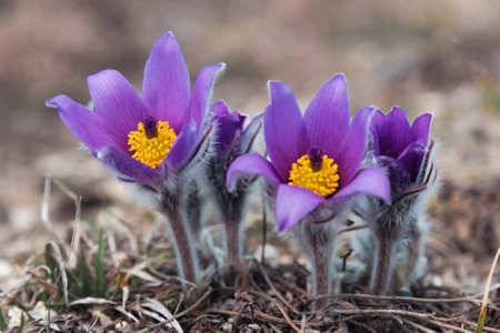 First spring flowers Pulsatilla halleri or pulsatilla taurica in nature. Crimeaの写真素材