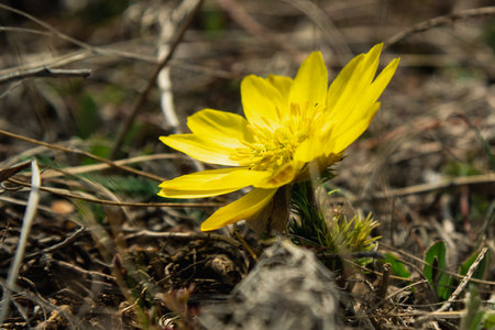 Yellow pheasant's eye or Adonis vernalis flower in nature at springの写真素材