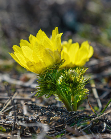 Yellow pheasant's eye or Adonis vernalis flower in nature at springの写真素材