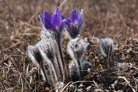 Pulsatilla halleri or pulsatilla taurica flowers in spring at Crimeaの写真素材