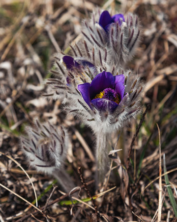 Pulsatilla halleri or pulsatilla taurica flowers in spring at Crimeaの写真素材
