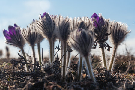Fluffy flowers of Pulsatilla vernalis bloom in nature in spring. Crimeaの写真素材