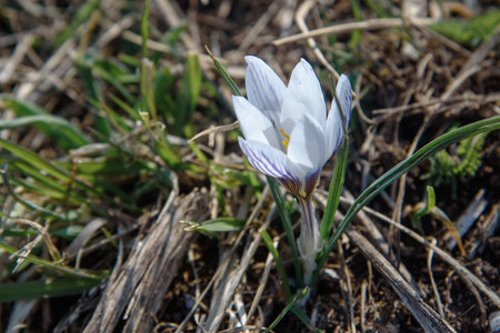 Wild Crocus tauricus flower in spring. Crimeaの写真素材