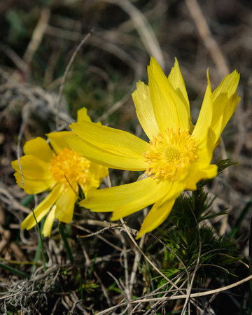 Yellow pheasant's eye or Adonis vernalis flower in nature at springの写真素材