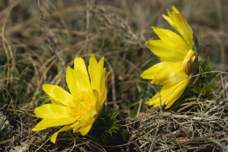 Yellow pheasant's eye or Adonis vernalis flower in nature at springの写真素材