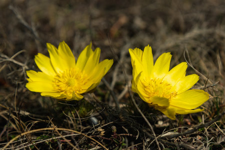 Yellow pheasant's eye or Adonis vernalis flower in nature at springの写真素材
