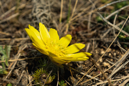 Yellow pheasant's eye or Adonis vernalis flower in nature at springの写真素材