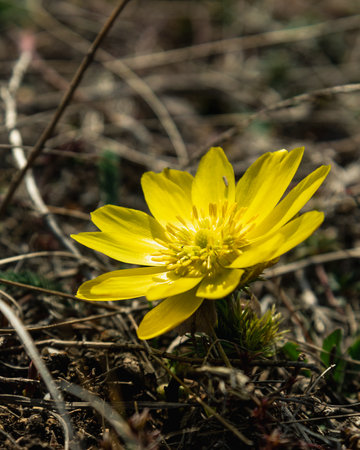 Yellow pheasant's eye or Adonis vernalis flower in nature at springの写真素材