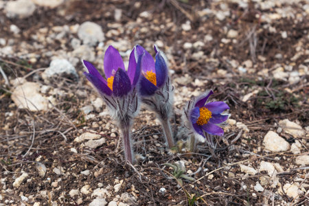 First spring flowers Pulsatilla halleri or pulsatilla taurica in nature. Crimeaの写真素材