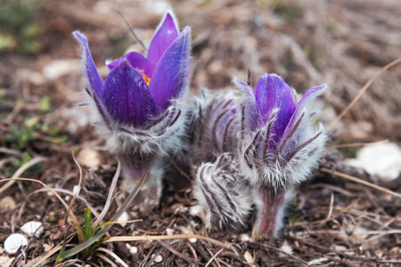 First spring flowers Pulsatilla halleri or pulsatilla taurica in nature. Crimeaの写真素材