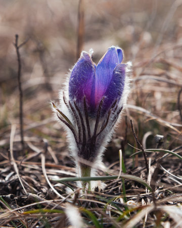 Pulsatilla halleri or pulsatilla taurica flowers in spring at Crimeaの写真素材