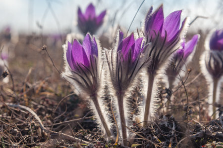 Fluffy flowers of Pulsatilla vernalis bloom in nature in spring. Crimeaの写真素材