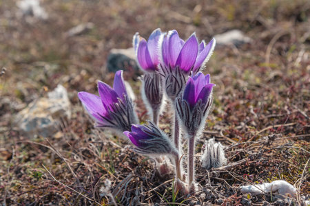 Fluffy flowers of Pulsatilla vernalis bloom in nature in spring. Crimeaの写真素材